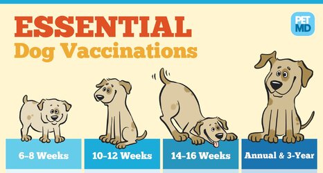 DogVaccinations-PetMD-R2~2.jpeg